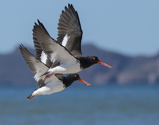 American Oystercatchers